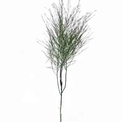 Asparagus VIRGATUS 70cm
