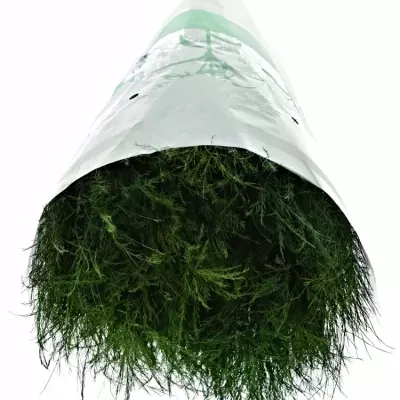 Asparagus VIRGATUS 70cm