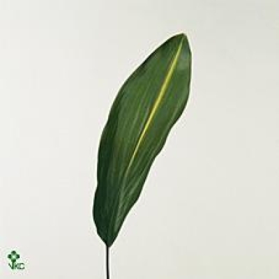 Aspidistra ELATIOR NOY
