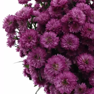 ASTER ASTEE KARM MILKA 70cm/20g