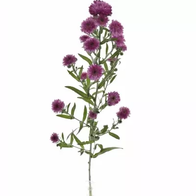 ASTER ASTEE KARM MILKA 70cm/20g