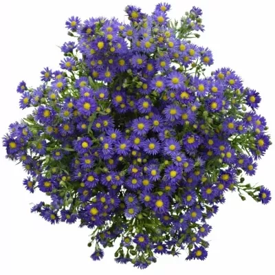Aster BLUE MONARCH 70cm