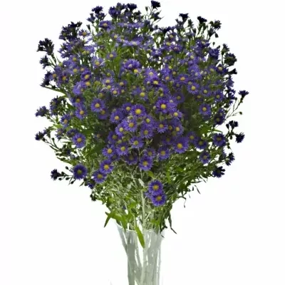 Aster BLUE MONARCH 70cm