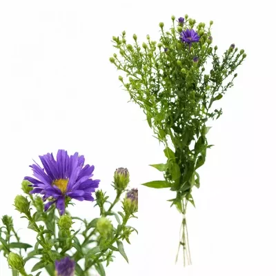 Aster BLUE MOON 60cm/15g