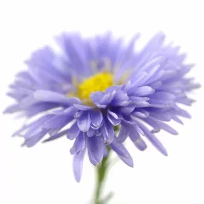 ASTER CAITLYN 80cm/25g