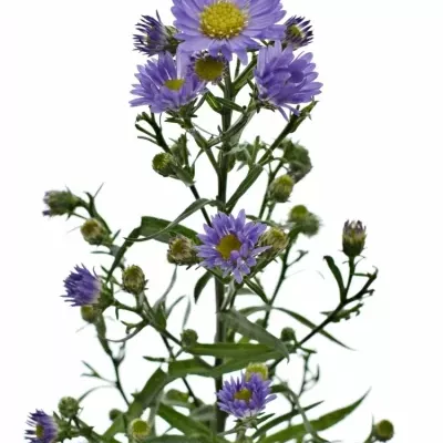 ASTER CASSANDRA 80cm/40g