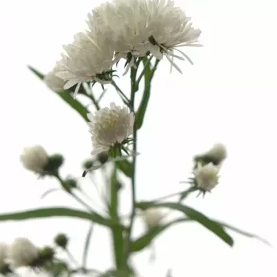 Hvězdnice CASSY 75cm/25g 