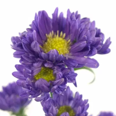 Aster CHANEL 65cm/25g