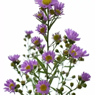 Astra CIRINA DARK 60cm/25g