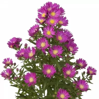 Aster CUNERA 50cm/20g
