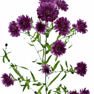 Aster FLASH 70cm/20g