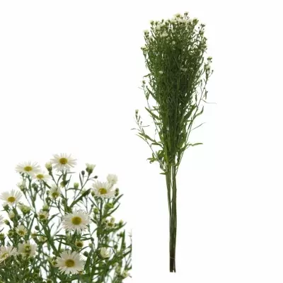 Aster SUNRIO 80cm/30g