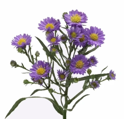 ASTER TEENY TINY BLUE 70cm/20g