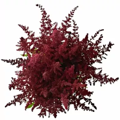 Astilbe AR GLUT 40cm