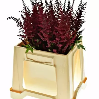 Astilbe AR GLUT 40cm