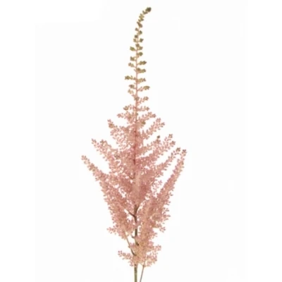 ASTILBE ERIKA