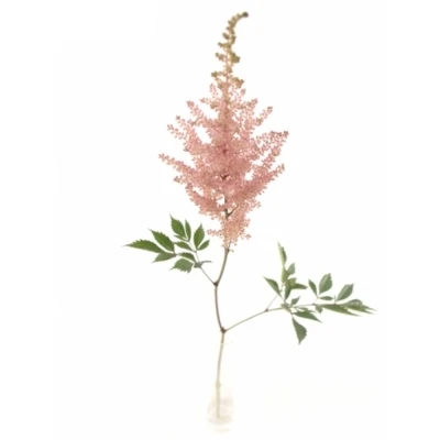 ASTILBE ERIKA