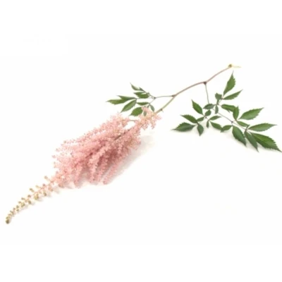 ASTILBE ERIKA