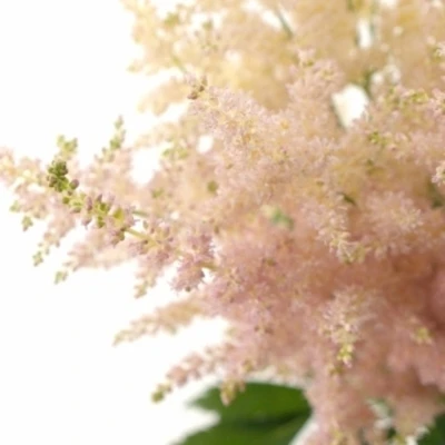 ASTILBE EUROPA
