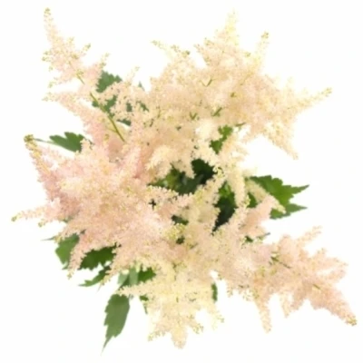 ASTILBE EUROPA