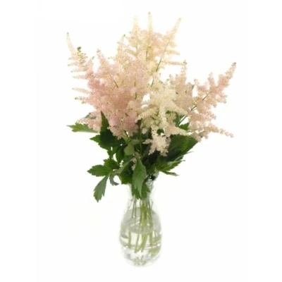 ASTILBE EUROPA