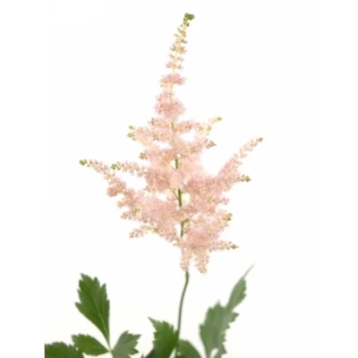 ASTILBE EUROPA