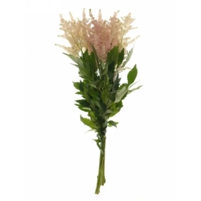 ASTILBE EUROPA