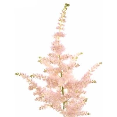 ASTILBE EUROPA