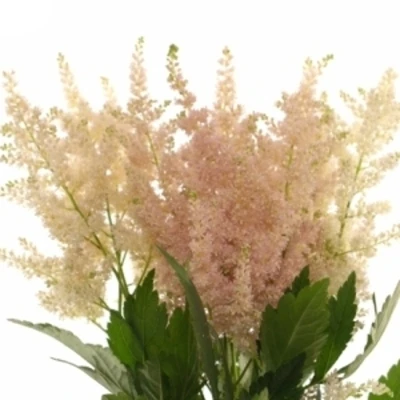 ASTILBE EUROPA