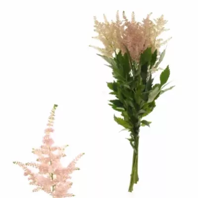 Astilbe EUROPA 40cm