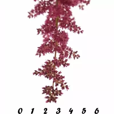 ASTILBE FANAL 