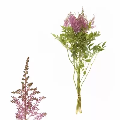 Čechrava ARENDSII GLORIA PURPUREA 60cm