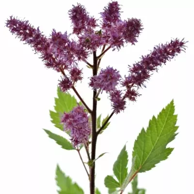 Astilbe MAGGIE DALEY 50cm