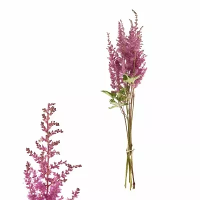 Astilbe MONTGOMERY 50cm