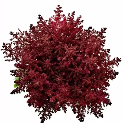 Astilbe PAUL GAARDE 45cm