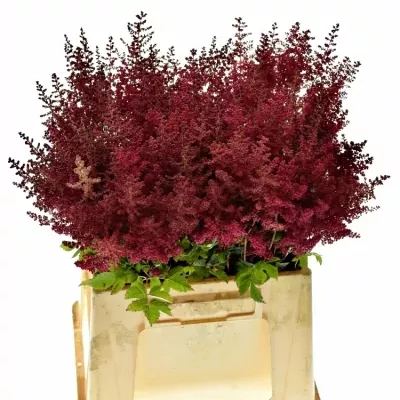 Astilbe PAUL GAARDE 45cm