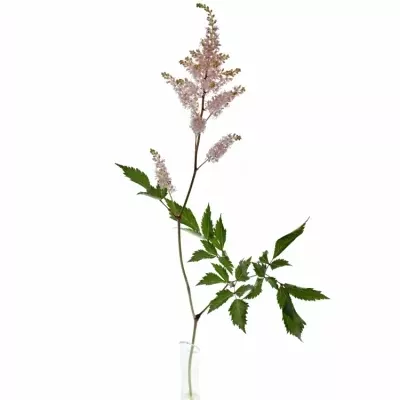 ASTILBE PEACH BLOSSOM 45cm