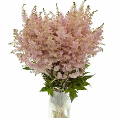 ASTILBE PEACH BLOSSOM 45cm