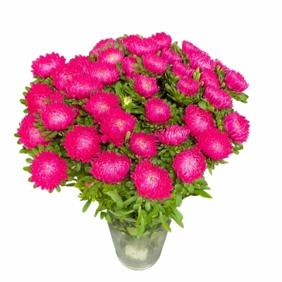 Astra CHINENSIS AZUMI XL PINK