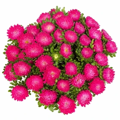 Astra CHINENSIS AZUMI XL PINK