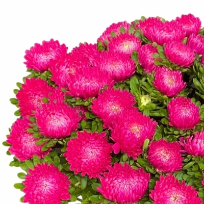 Astra CHINENSIS AZUMI XL PINK