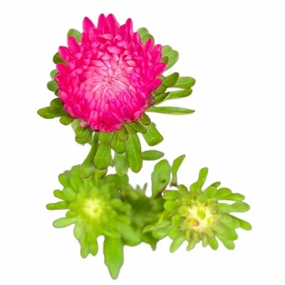 Astra CHINENSIS AZUMI XL PINK