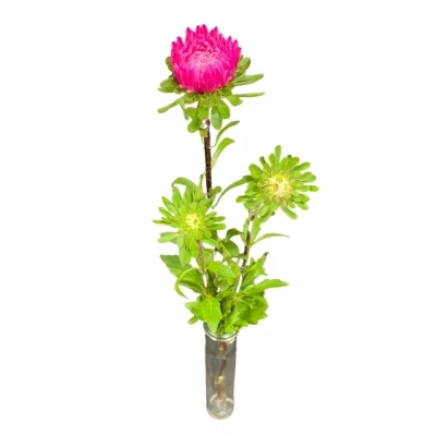 Astra CHINENSIS AZUMI XL PINK