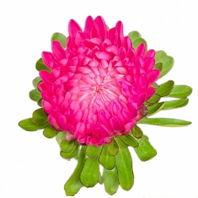 Astra CHINENSIS AZUMI XL PINK