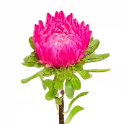 Astra CHINENSIS AZUMI XL PINK 45cm