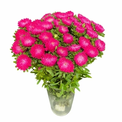 Astra CHINENSIS AZUMI XL PINK