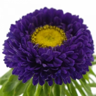 Astra CHINENSIS BUTTONS BLUE