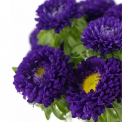 Astra CHINENSIS BUTTONS BLUE