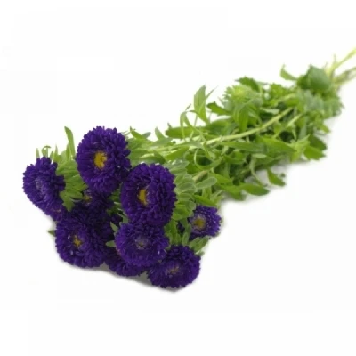 Astra CHINENSIS BUTTONS BLUE