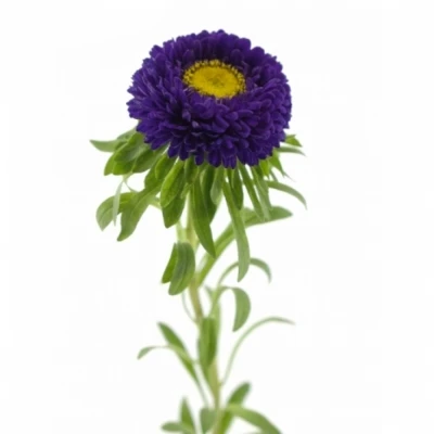 Astra CHINENSIS BUTTONS BLUE 60cm